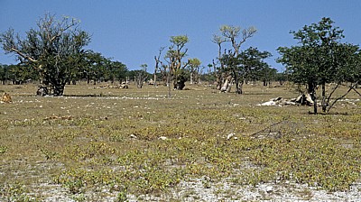 Märchenwald (Sprookieswoud): Moringa ovalifolia - Etosha Nationalpark