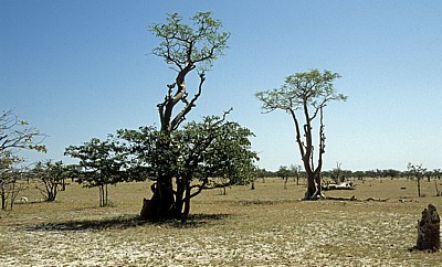 Märchenwald (Sprookieswoud): Moringa ovalifolia - Etosha Nationalpark