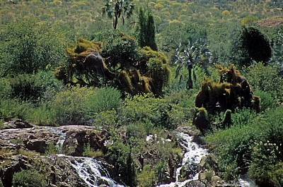 Epupafälle: Vegetation - Kunene