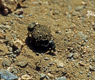 Heilige Pillendreher (Scarabaeus sacer) bei der Arbeit - Kunene