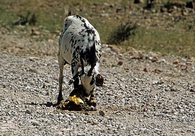 Ziegengeburt: Hausziege (Capra aegagrus hircus) mit Neugeborenem - Kunene