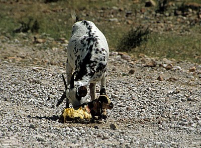 Ziegengeburt: Hausziege (Capra aegagrus hircus) mit Neugeborenem - Kunene