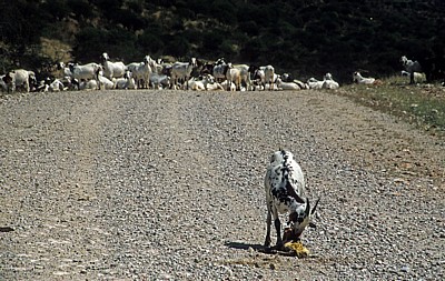 Ziegengeburt: Hausziege (Capra aegagrus hircus) mit Neugeborenem - Kunene