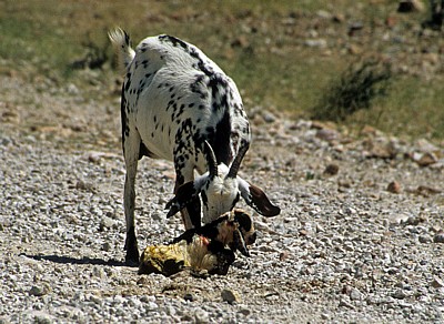 Ziegengeburt: Hausziege (Capra aegagrus hircus) mit Neugeborenem - Kunene