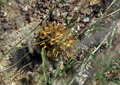 Wilde Gurke (Cucumis africanus) - Kunene