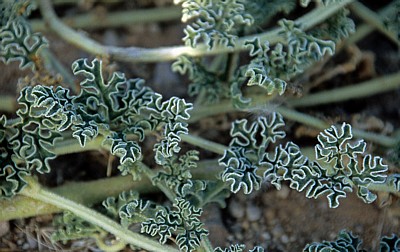 Namib: Blatt der Tsamma-Melone (Citrullus lanatus) - Erongo