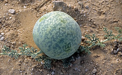 Namib: Tsamma-Melonen (Citrullus lanatus) - Erongo