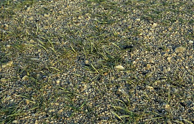 Namib: Gras - Erongo