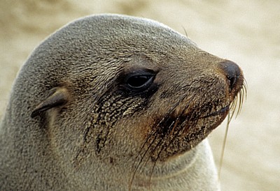 Südafrikanischer Seebär (Arctocephalus pusillus) - Cape Cross
