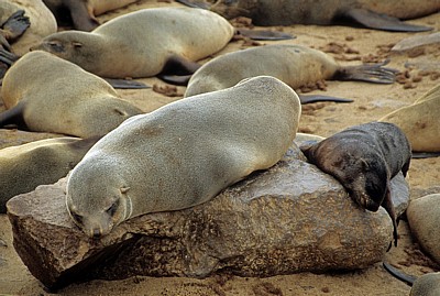 Südafrikanische Seebären (Arctocephalus pusillus) mit Jungtier - Cape Cross