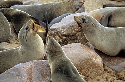Südafrikanische Seebären (Arctocephalus pusillus) - Cape Cross