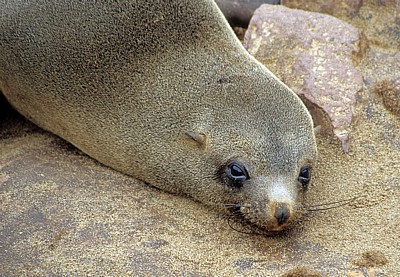 Südafrikanischer Seebär (Arctocephalus pusillus) - Cape Cross