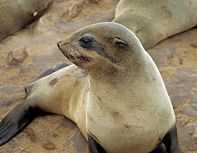 Südafrikanischer Seebär (Arctocephalus pusillus) - Cape Cross