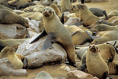 Südafrikanische Seebären (Arctocephalus pusillus) - Cape Cross
