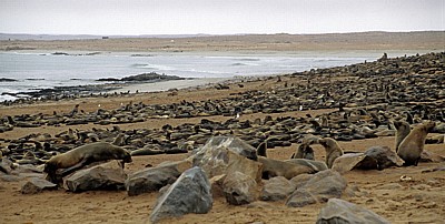 Robbenkolonie: Südafrikanische Seebären (Arctocephalus pusillus) - Cape Cross