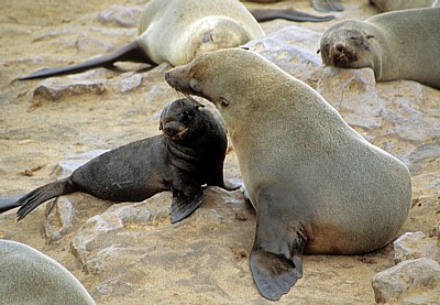 Südafrikanischer Seebär (Arctocephalus pusillus) mit Jungtier - Cape Cross