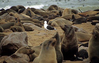 Südafrikanische Seebären (Arctocephalus pusillus) - Cape Cross