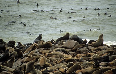 Robbenkolonie: Südafrikanische Seebären (Arctocephalus pusillus) - Cape Cross
