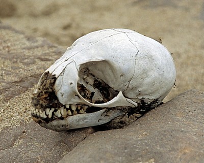 Schädel eines jungen Südafrikanischen Seebärens (Arctocephalus pusillus) - Cape Cross