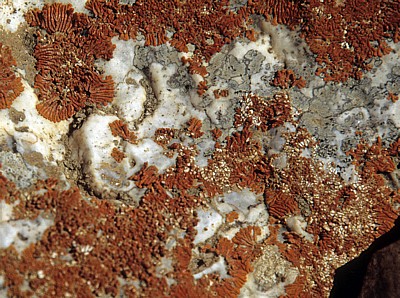 Welwitschia-Drive: Flechten auf einem Stein - Namib