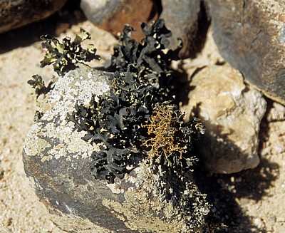 Welwitschia-Drive: Flechten - Namib