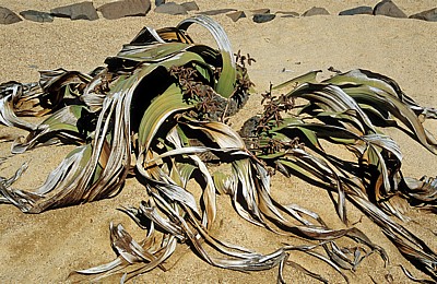 Welwitschia-Drive: Welwitschia (Welvitischa mirabilis, männlich) - Namib