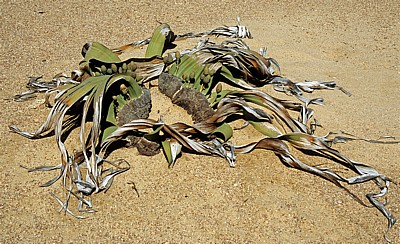 Welwitschia-Drive: Welwitschia (Welvitischa mirabilis, weiblich) - Namib