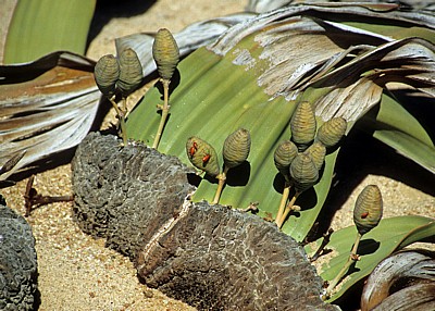 Welwitschia-Drive: Welwitschia (Welvitischa mirabilis, weiblich) - Blütenstände - Namib