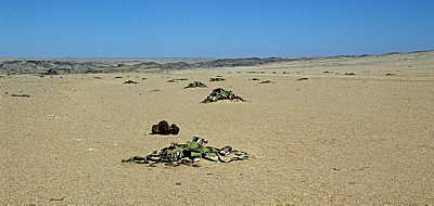 Welwitschia-Drive: Welwitschiafläche - Namib
