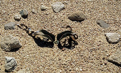 Welwitschia-Drive: Junge Welwitschia (Welvitischa mirabilis) - Namib