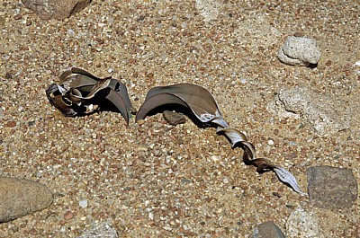 Welwitschia-Drive: Junge Welwitschia (Welvitischa mirabilis) - Namib