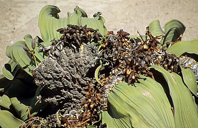 Welwitschia-Drive: Welwitschia (Welvitischa mirabilis, weiblich) - Blütenstände - Namib