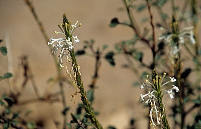 Welwitschia-Drive: Weiße Blüten - Namib