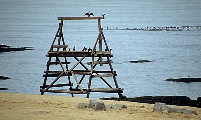 Atlantischer Ozean: Vogelplattform bei Bird Island - Weißbrustkormorane (Phalacrocorax lucidus) - Namib