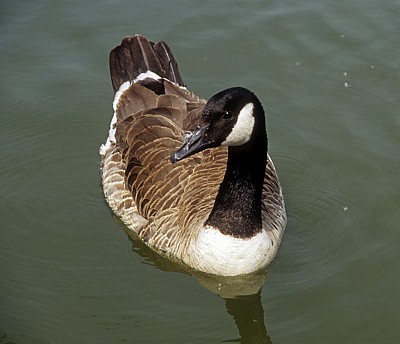Kanadagans (Branta canadensis) - Suffolk
