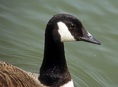 Kanadagans (Branta canadensis): Kopf - Suffolk