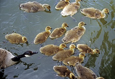 Kanadagans (Branta canadensis) mit Küken - Suffolk