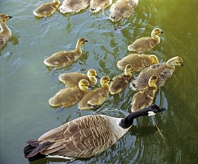 Kanadagans (Branta canadensis) mit Küken - Suffolk