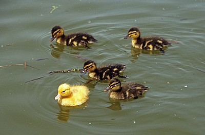 Stockenten-Küken(Anas platyrhynchos) - Suffolk