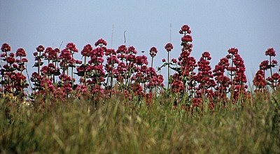 Rote Spornblumen (Centranthus ruber) - Aldeburgh