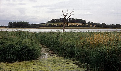 Rutland Water Nature Reserve: Manton Bay (Lagune D2) - Egleton