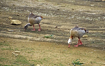 Rutland Water Nature Reserve: Nilgänse (Alopochen aegyptiacus) - Egleton