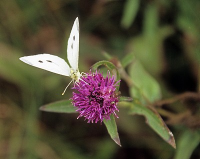 Bempton Cliffs: Kleiner Kohlweißling (Pieris rapae) - Bempton