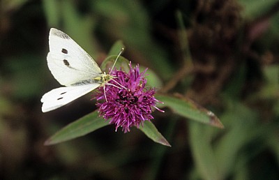 Bempton Cliffs: Kleiner Kohlweißling (Pieris rapae) - Bempton