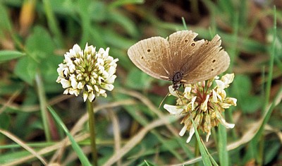 Bempton Cliffs: Brauner Waldvogel (Aphantopus hyperantus) - Bempton