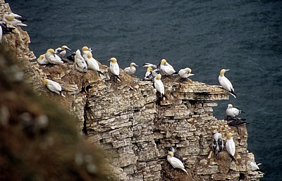 Bempton Cliffs: Basstölpel (Morus bassanus) - Bempton