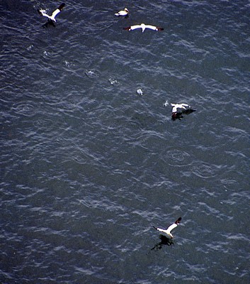 Bempton Cliffs: Basstölpel (Morus bassanus) beim Abflug - Bempton
