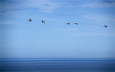 Bempton Cliffs: Basstölpel (Morus bassanus) im Flug über der Nordsee - Bempton