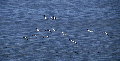 Bempton Cliffs: Basstölpel (Morus bassanus) im Flug - Bempton