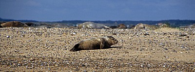 Blakeney National Nature Reserve: Blakeney Point - Junger Seehund (Phoca vitulina) - Norfolk